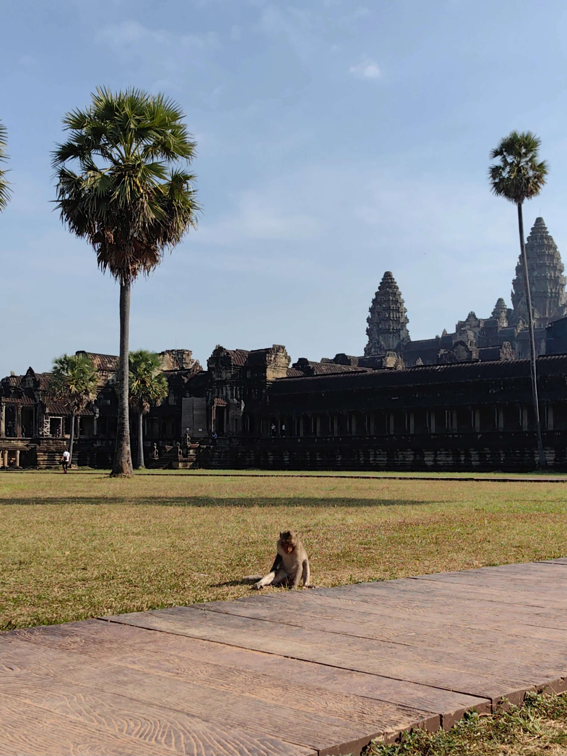 Małpa w Angkor
