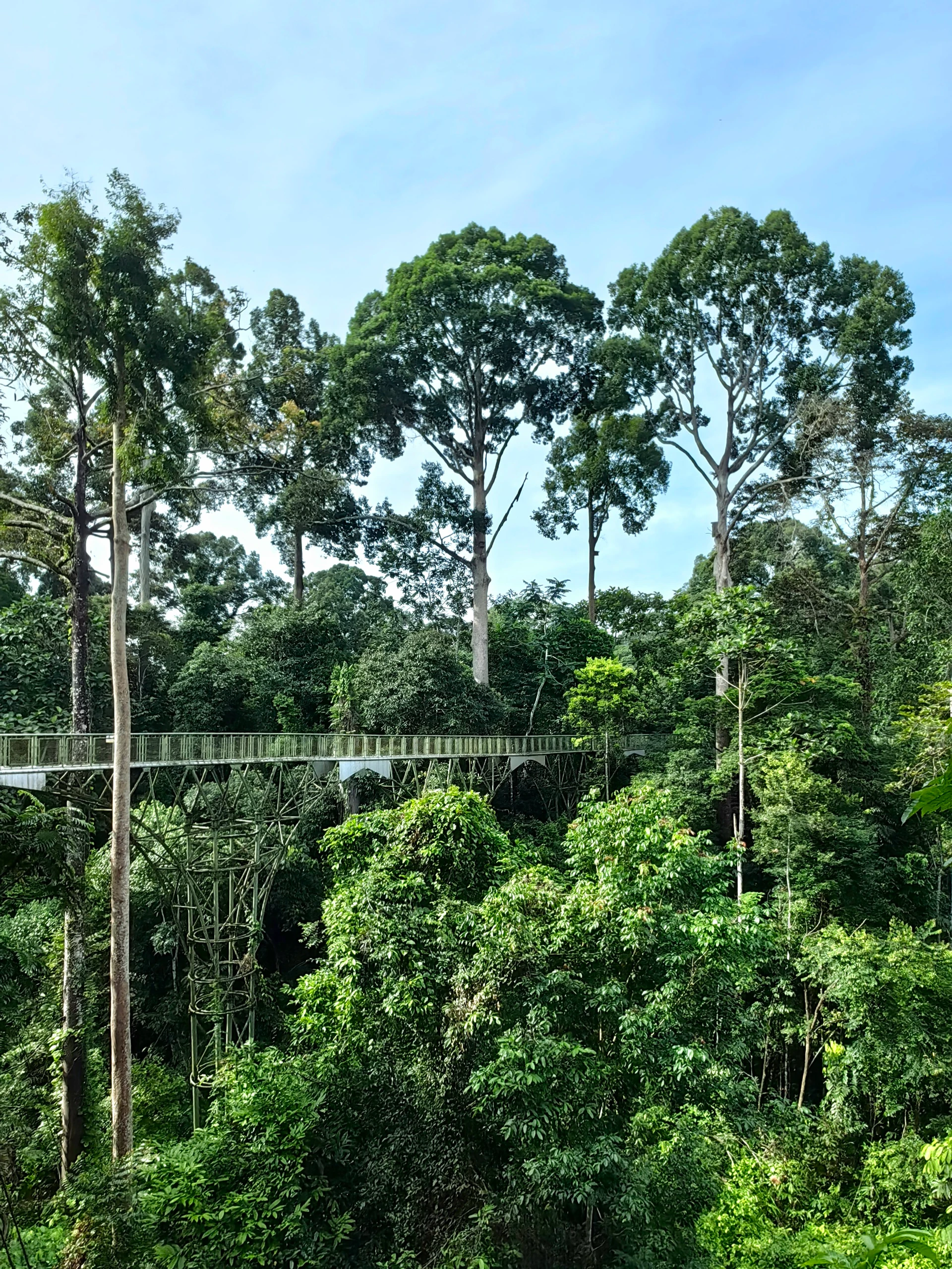 Canopy walk – spacer w koronach drzew