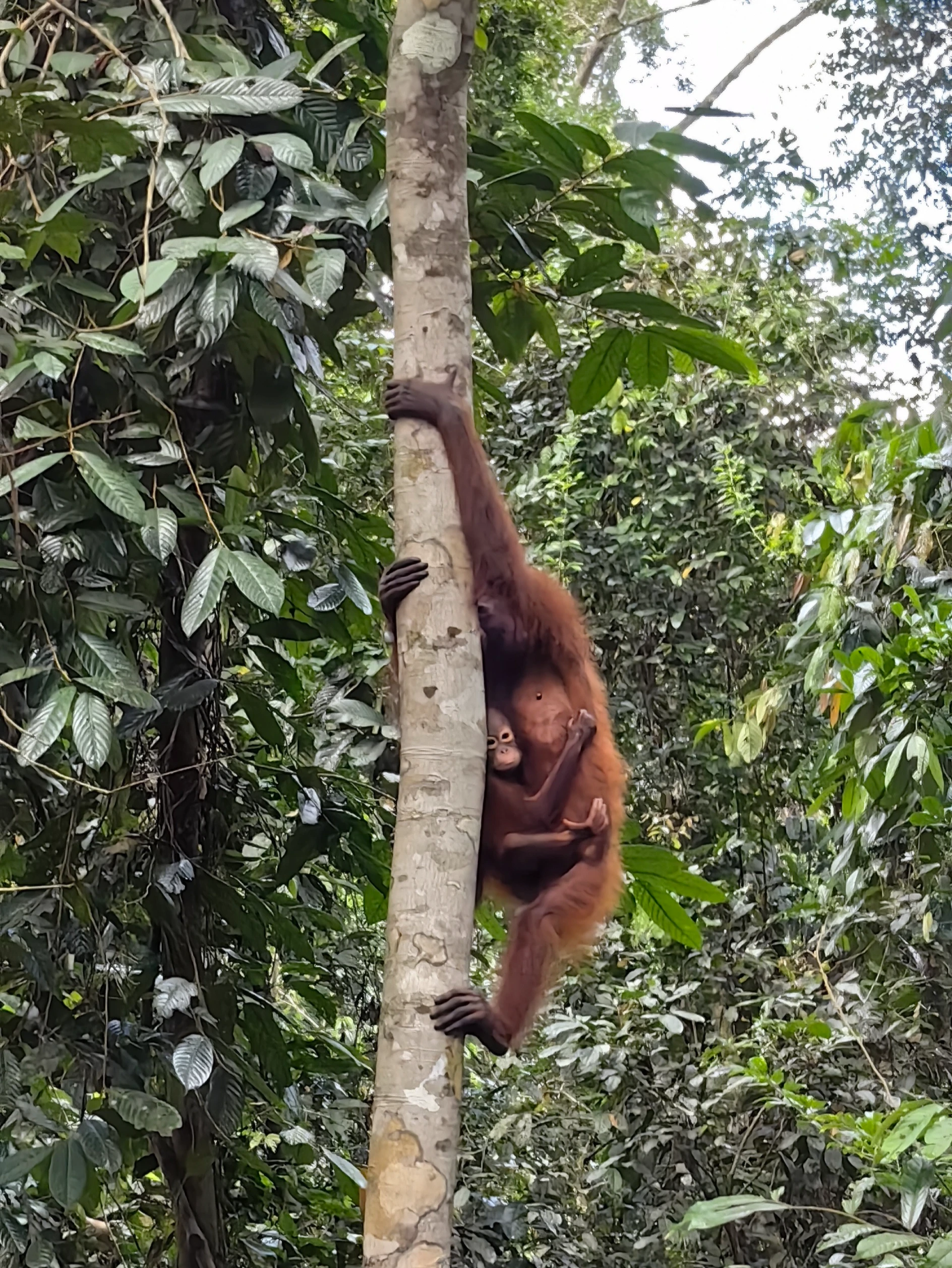Borneo – orangutan z młodym