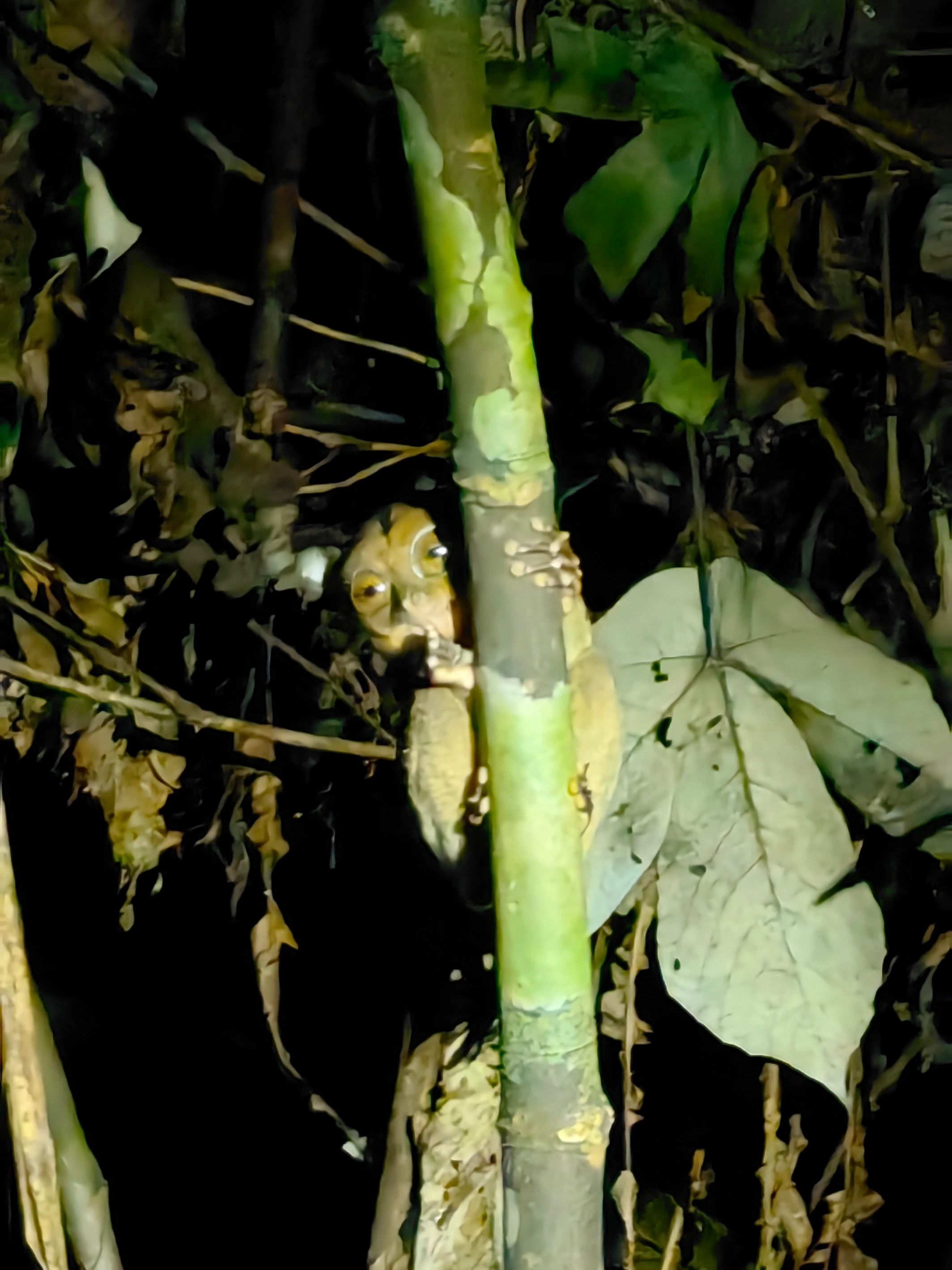 Borneo – wyrak (tarsier), nocne safari
