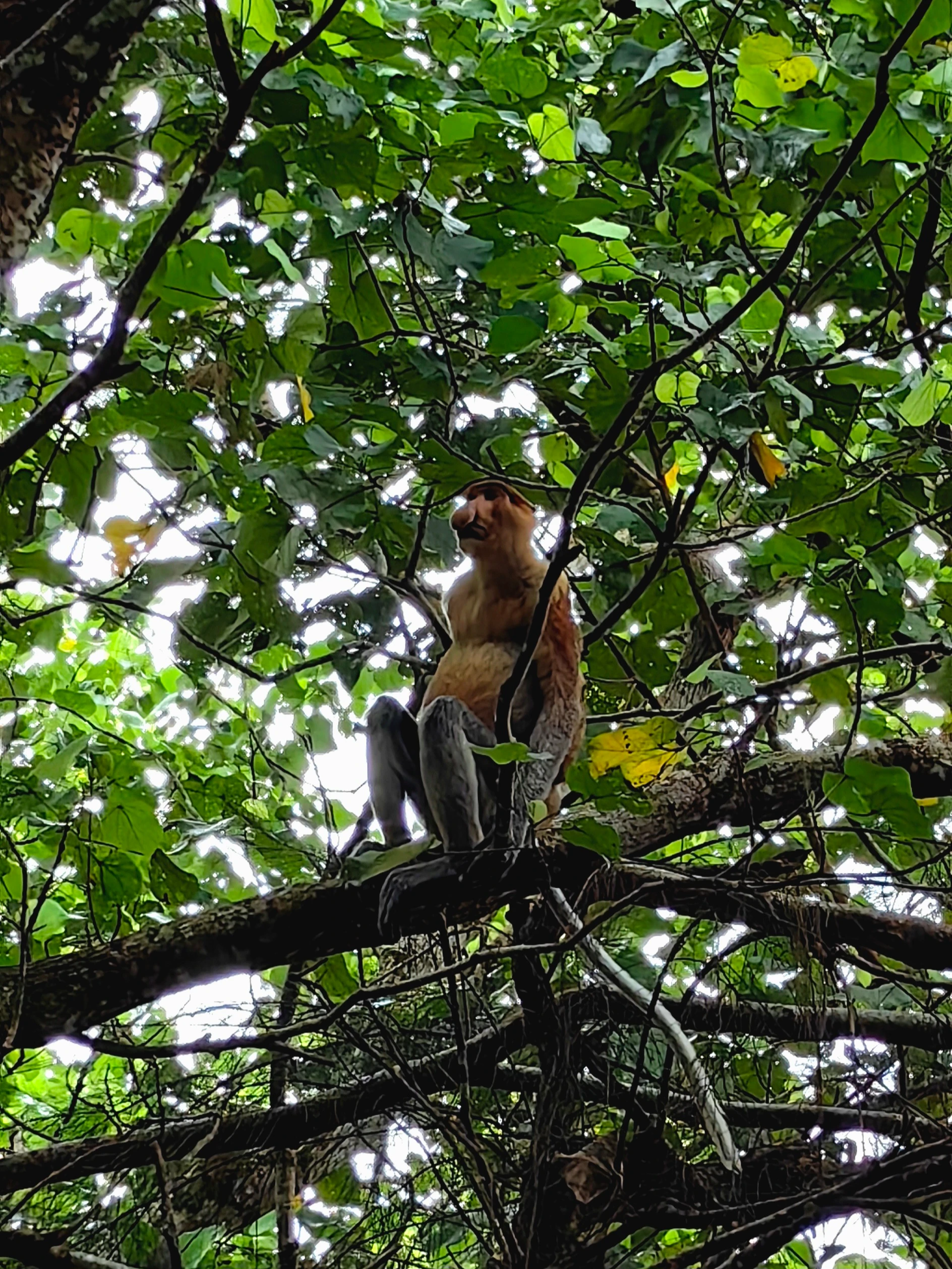 Borneo – nosacz (proboscis monkey)