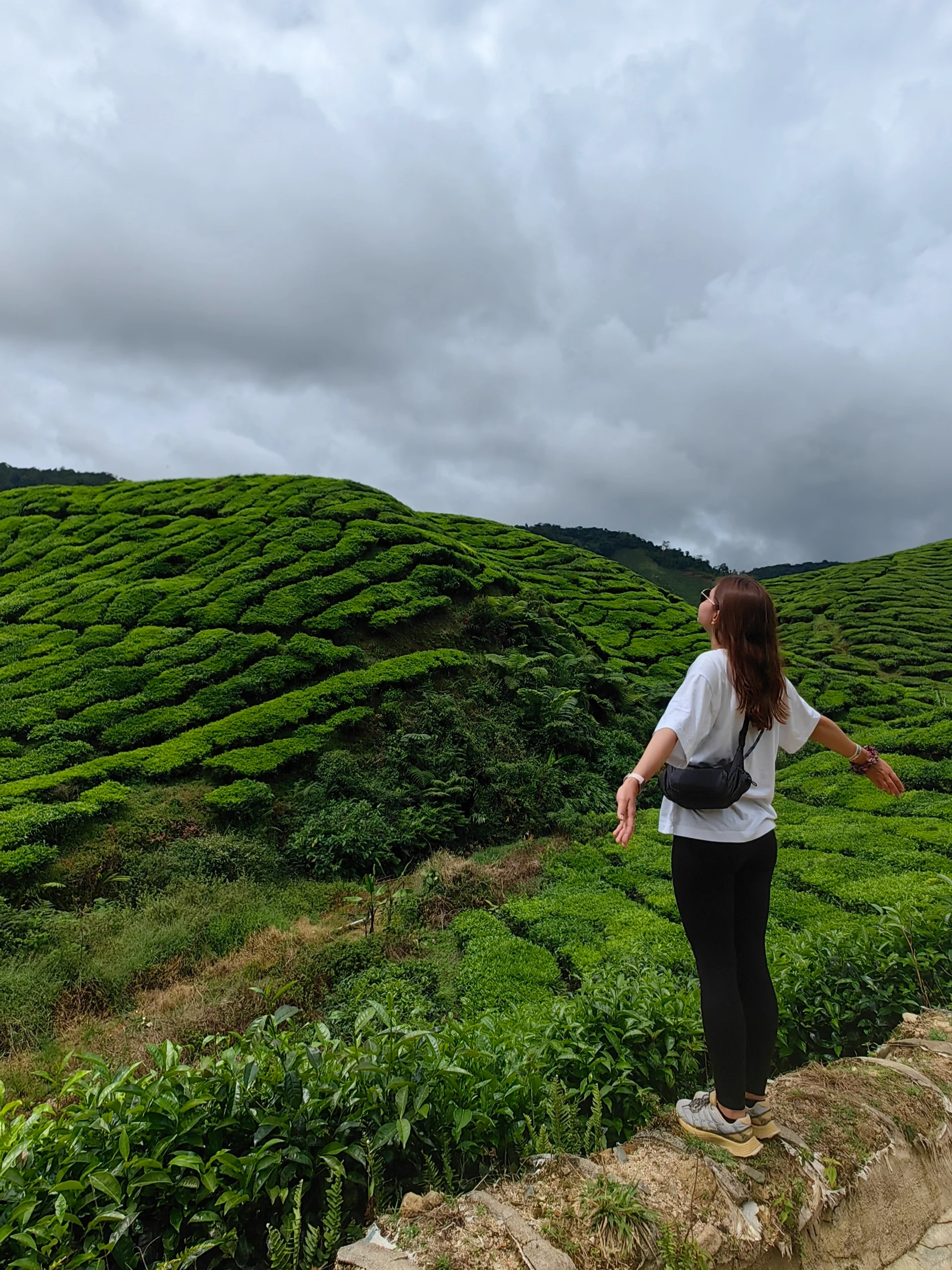 Cameron Highlands – widok na plantacje herbaty