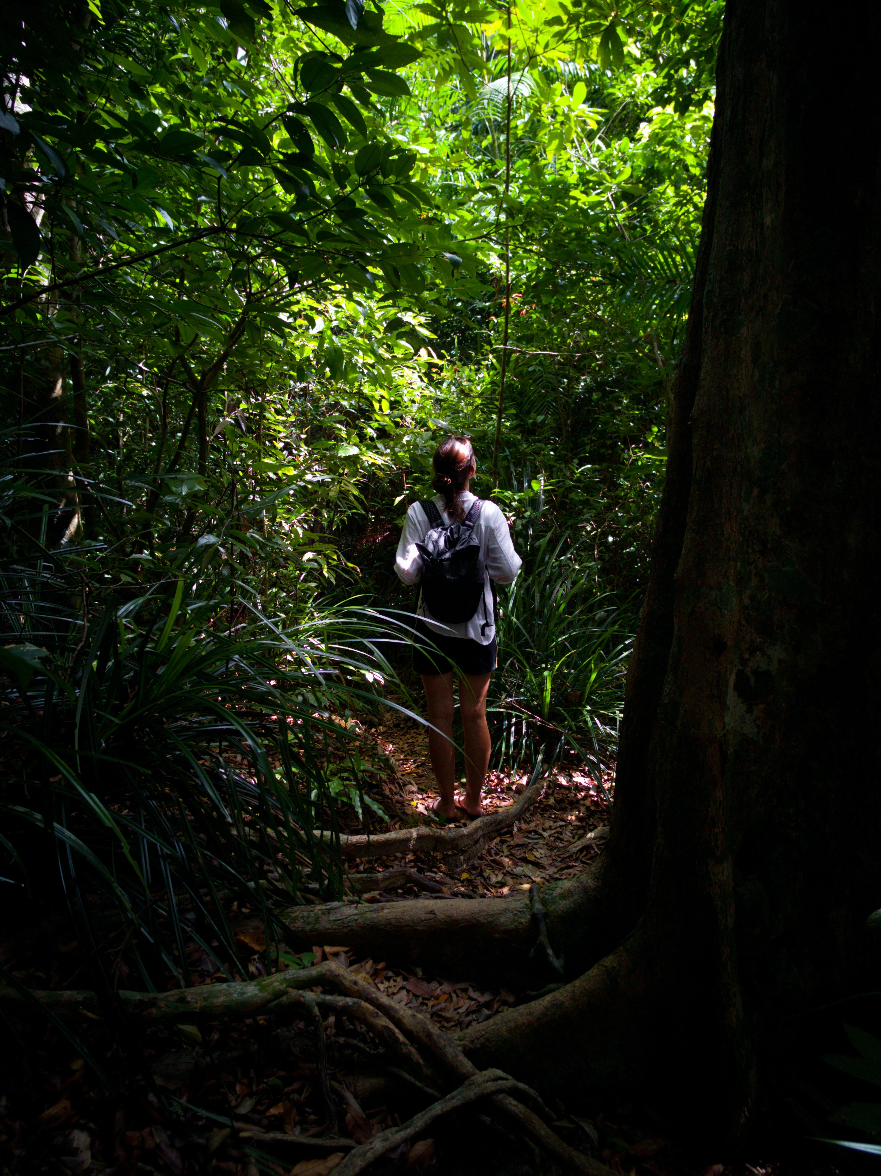 Borneo – las deszczowy, dzungla
