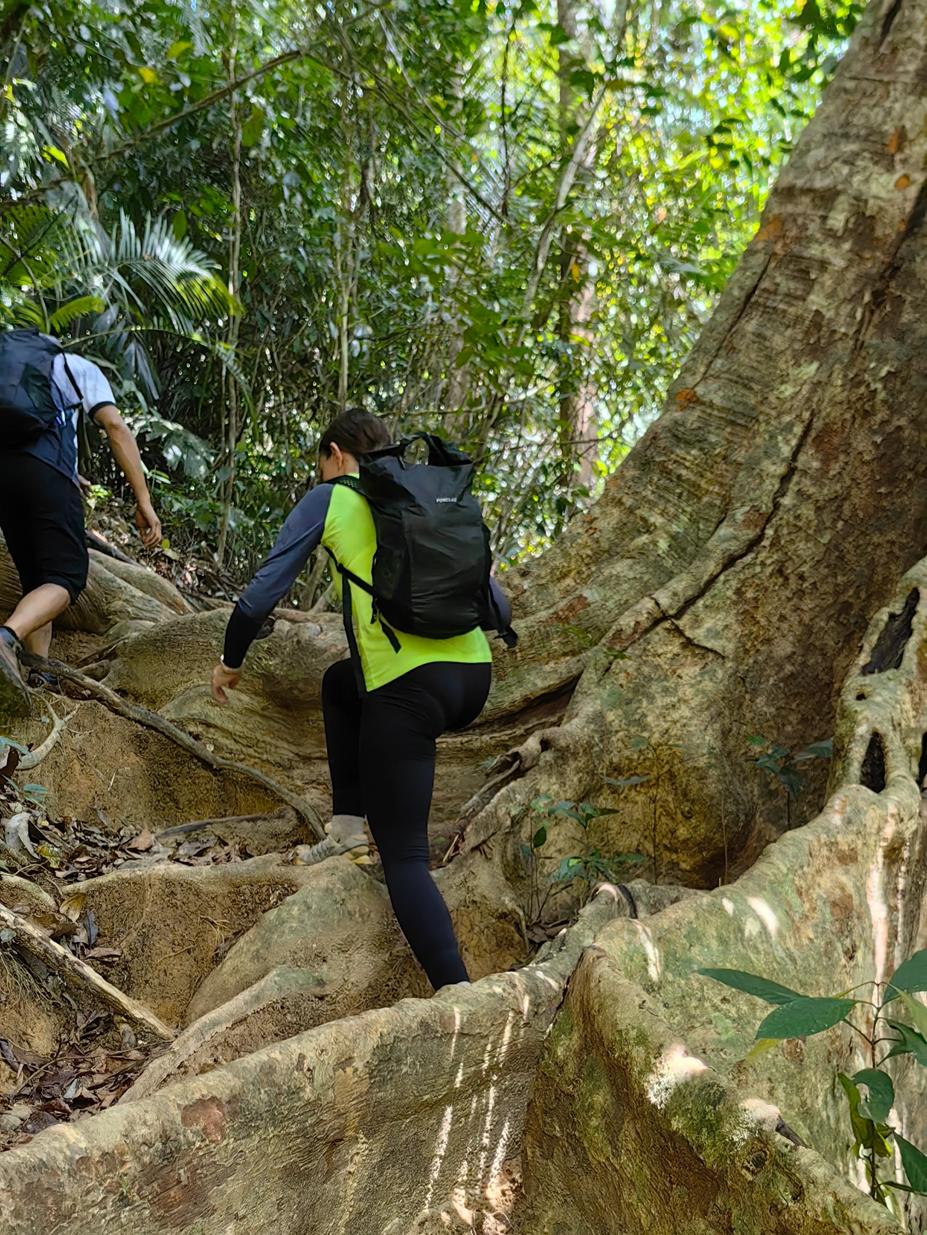 Taman Negara – trekking w dżungli