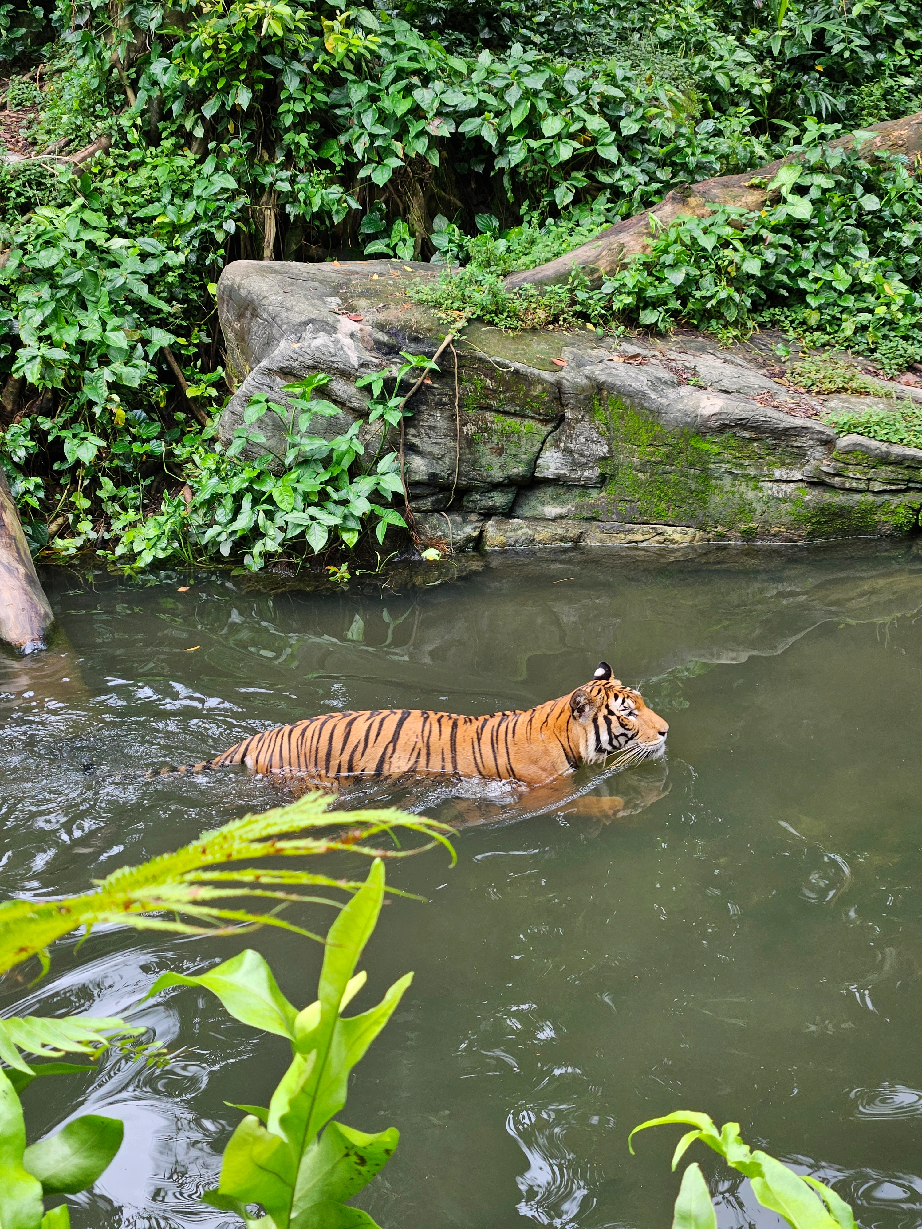 Singapur – Zoo, tygrys sumatrzański w wodzie